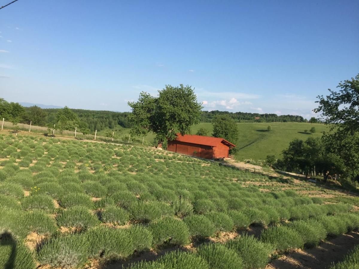 לינה וארוחת בוקר Valea Tirnei Rose Hip Hill Farm מראה חיצוני תמונה