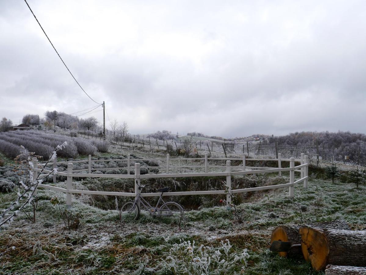 לינה וארוחת בוקר Valea Tirnei Rose Hip Hill Farm מראה חיצוני תמונה