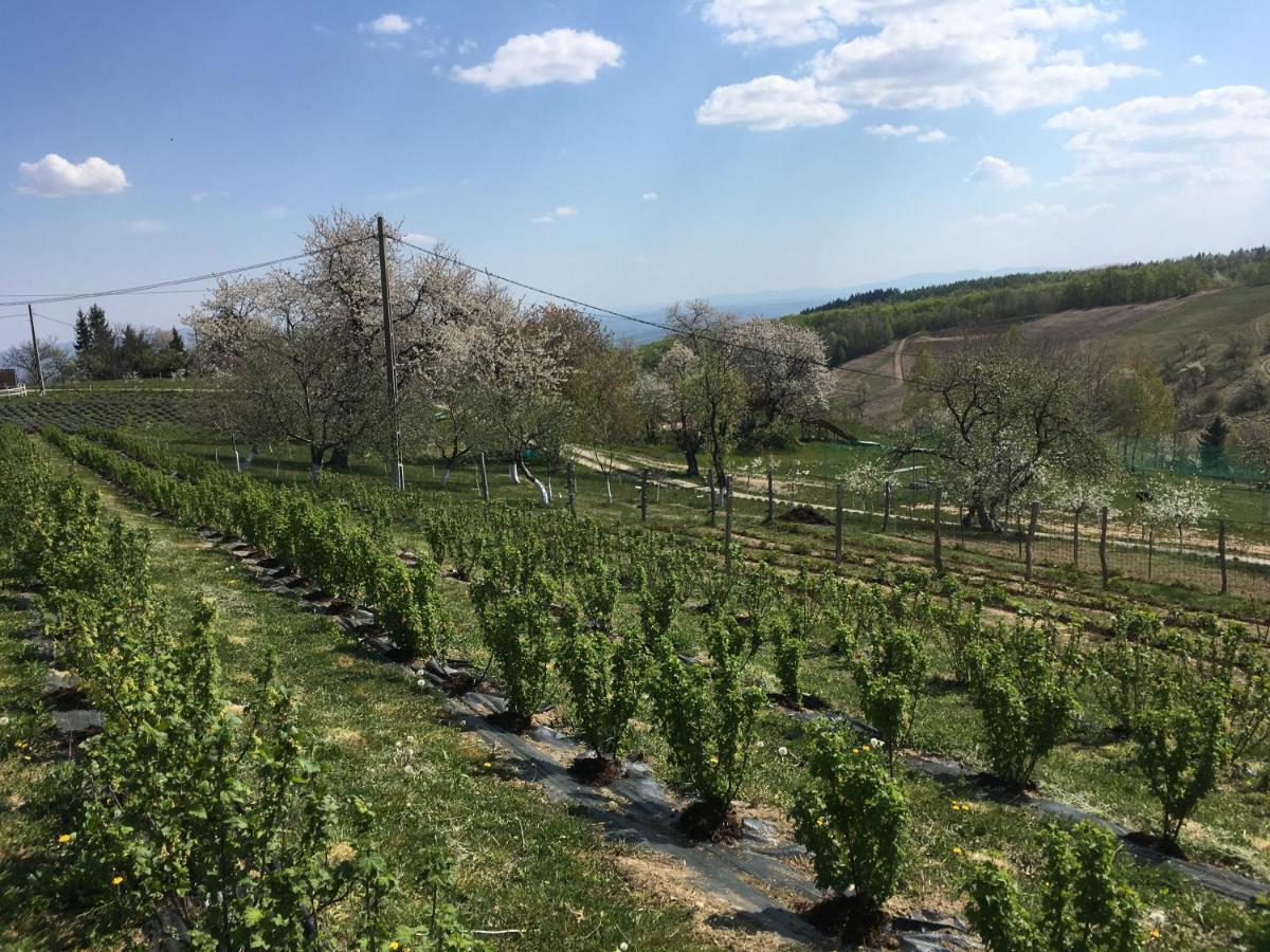 לינה וארוחת בוקר Valea Tirnei Rose Hip Hill Farm מראה חיצוני תמונה
